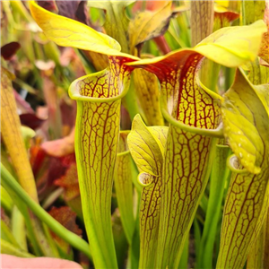 Sarracenia Hybrid H 06 (Alata 'Red Lid X  Flava Var. Ornata) A. Slack